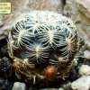 Sulcorebutia _crispata KK_ 2008 _04